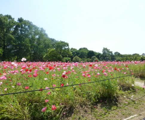 2016.5.20長居植物園に外出しました。