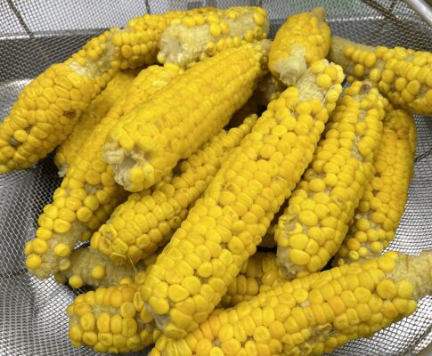 長原小学校でトウモロコシの収穫に行かせていただきました